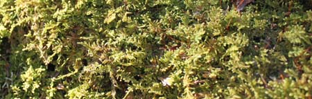 mossy log